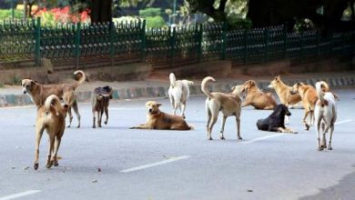 street dogs in kerala