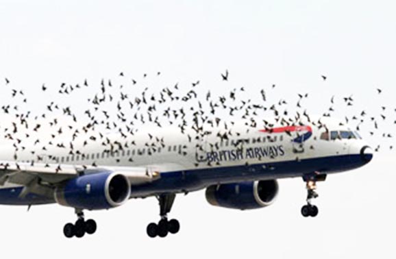 birdsplanes