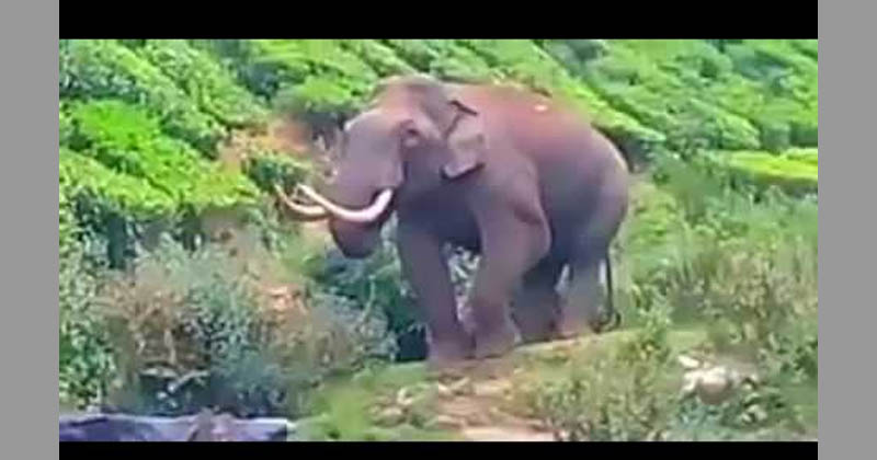 wild elephant