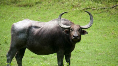 buffalo attack