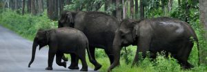 muthaga-wildlife-sanctuary-300x105
