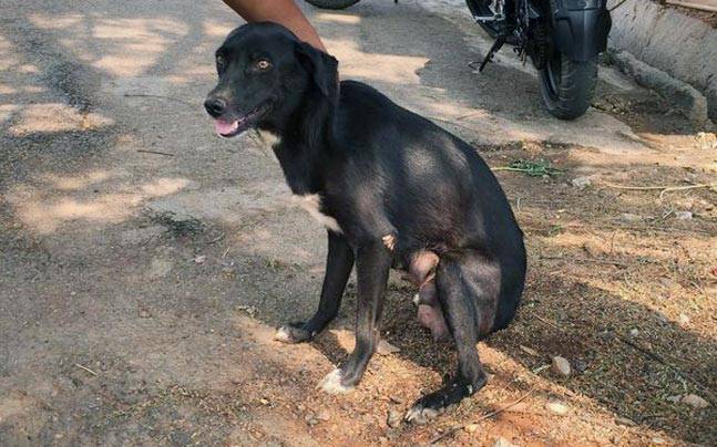 Puppy killer story