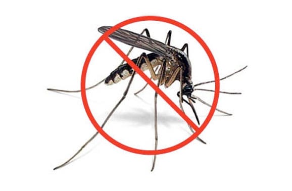 mosquito