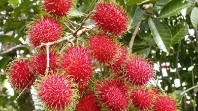 rambutan