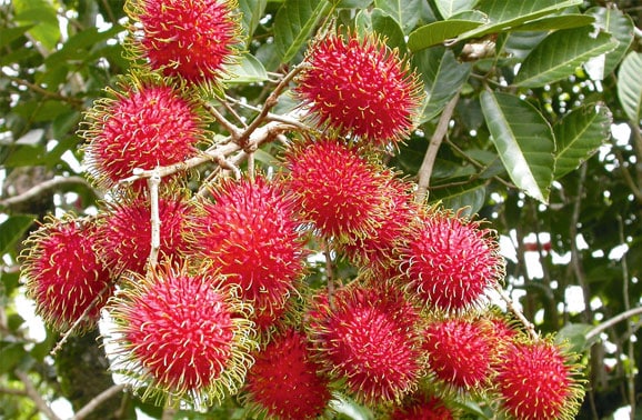 rambutan