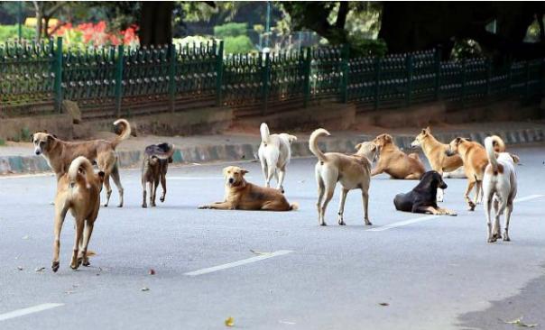 street dogs in kerala