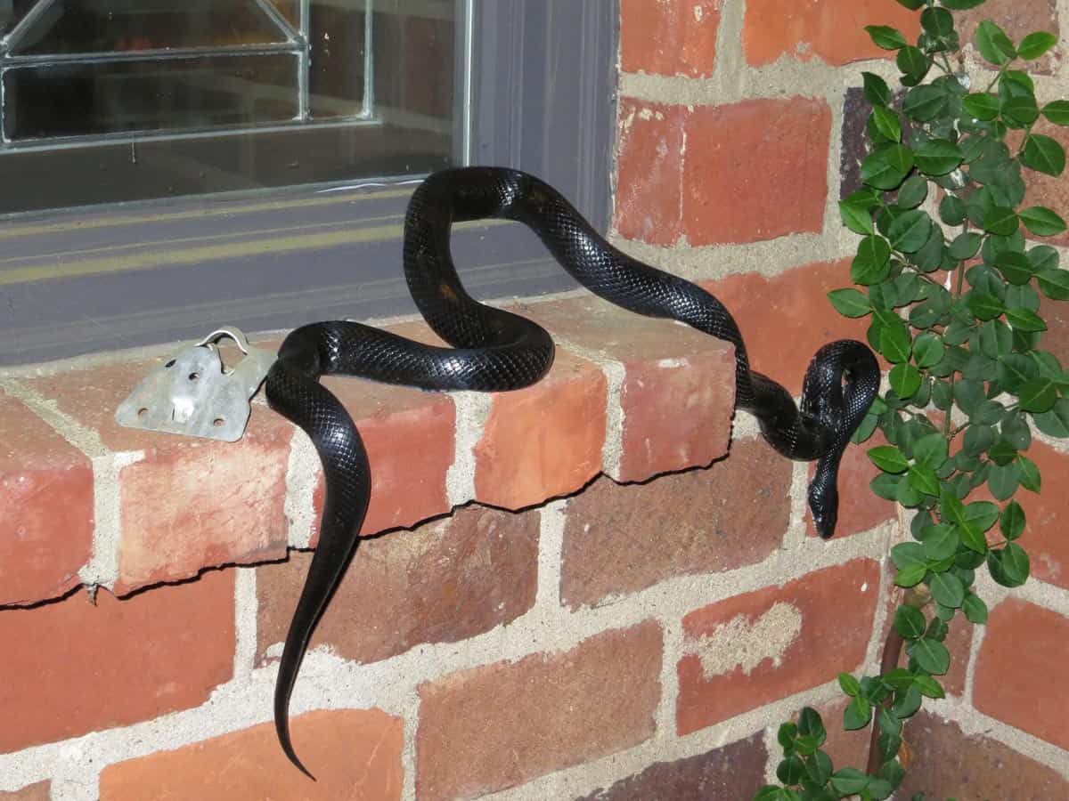 snake in home