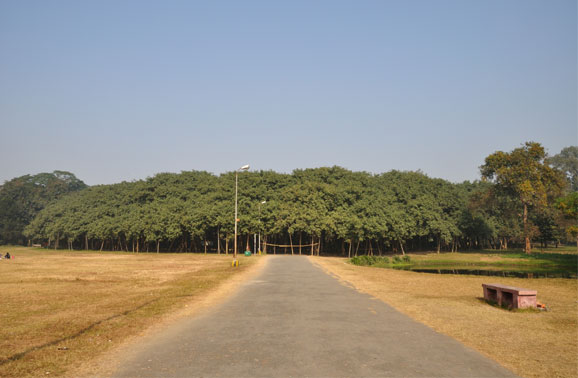 banyan-tree