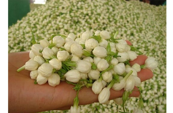 jasmin