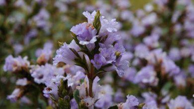 neelakurinji