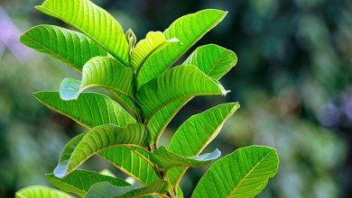 guava leaves