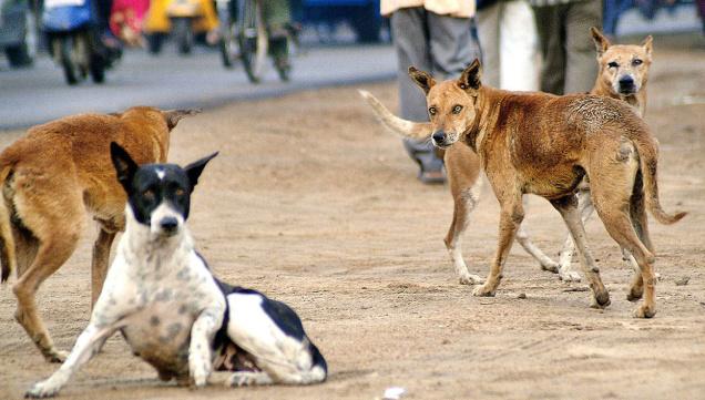 stray dog attack