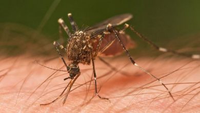 mosquito