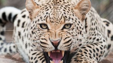 leopard
