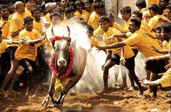 jallikattu