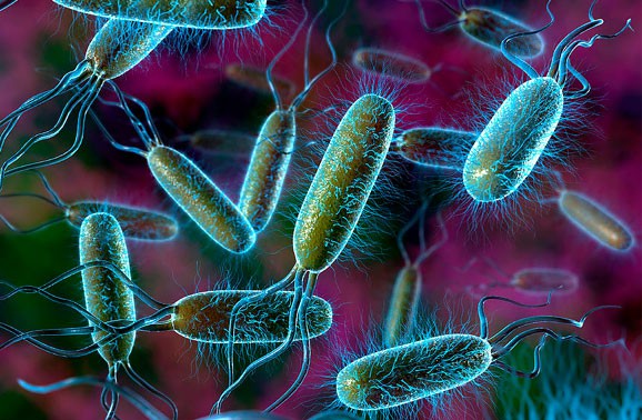 bacteria