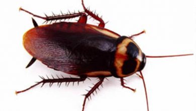 main_australia-cockroach