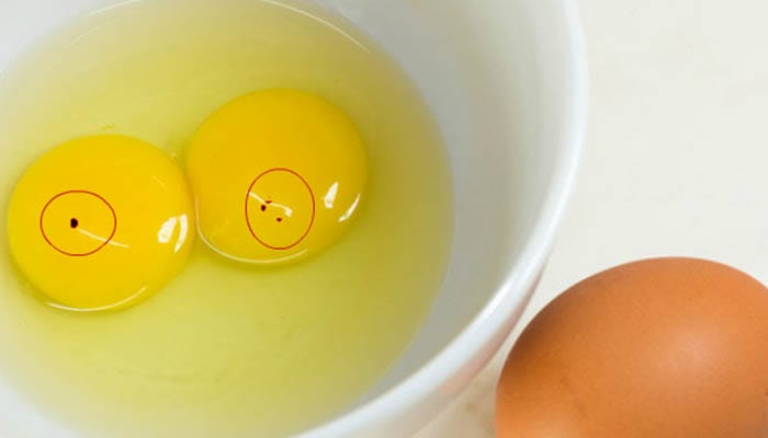 egg