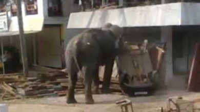 Elephant-Attack