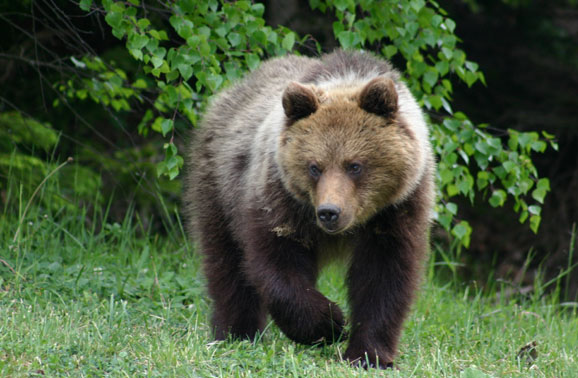 bear