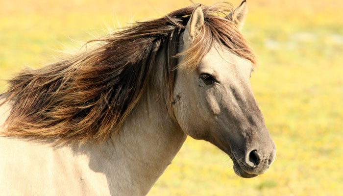 horse