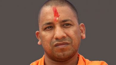 yogi