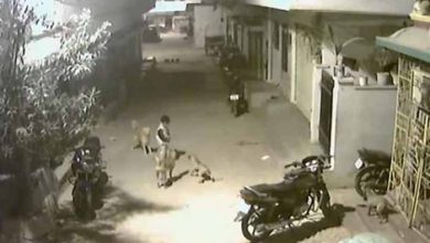 Hyderabad Boy Stands Up To Four Stray Dogs. Video Is Viral