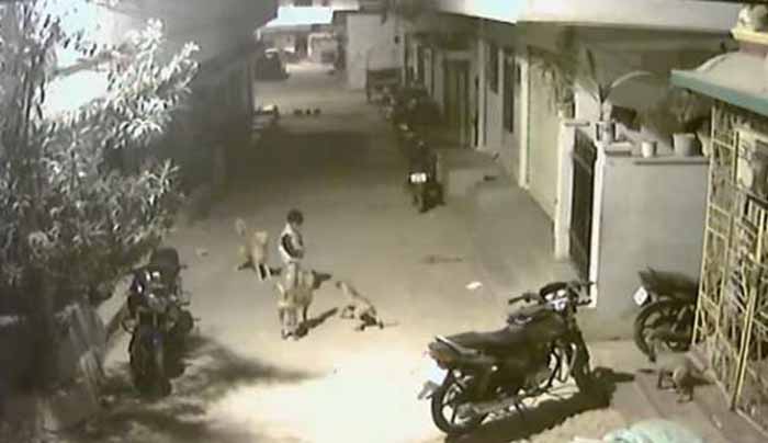 Hyderabad Boy Stands Up To Four Stray Dogs. Video Is Viral