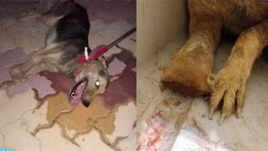 dogs-tail-chopped-off-left-in-pain-in-uae