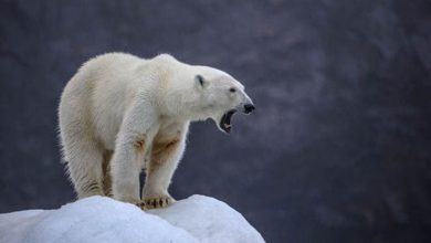 polar-bear