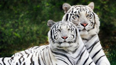 White-Tiger