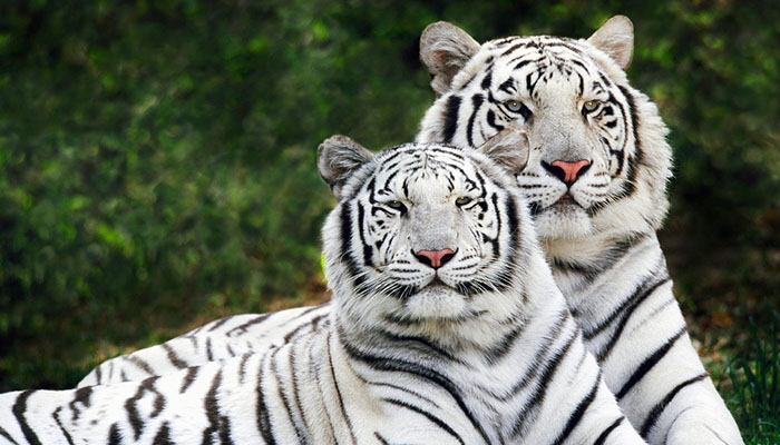 White-Tiger