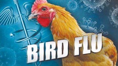 Bird-Flu