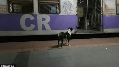 mumbai-dog