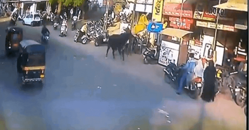 bull attack