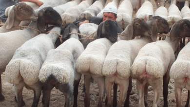 farmer-arrested-for-selling-sheep-as-sex-slaves-to-isis