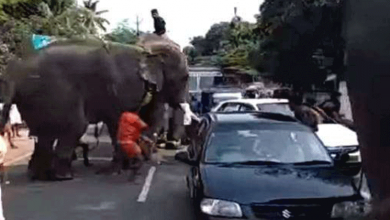 unwell elephant for temple