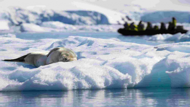 AGRICULTURE IN ANTARTICA