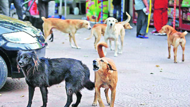 KERALA STRAY DOG, STRAY DOG ATTACK