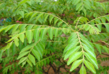 curry leaf hair growth