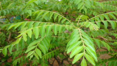 curry leaf hair growth