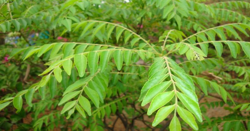 curry leaf hair growth