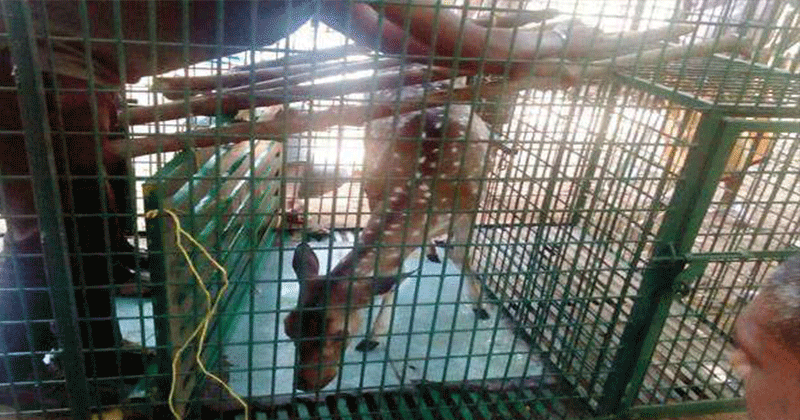 deer take care home housewife arrested