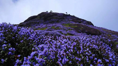 neelakkurinji trees