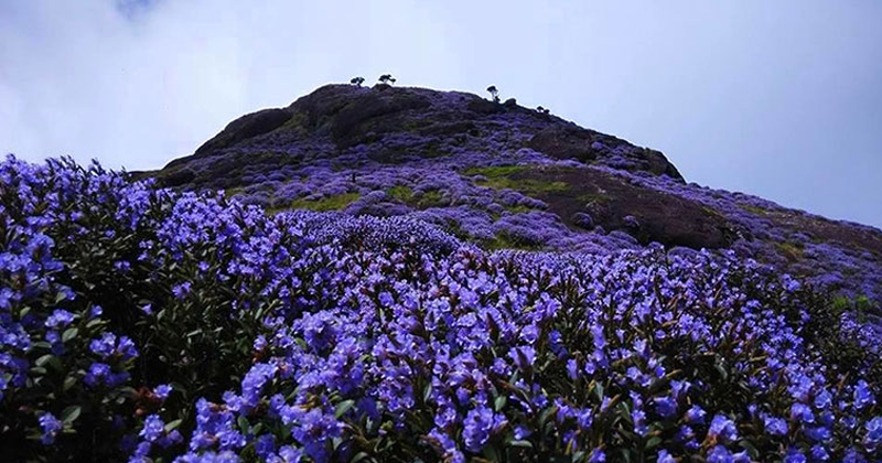 neelakkurinji trees