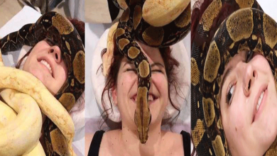 snake massaging video viral