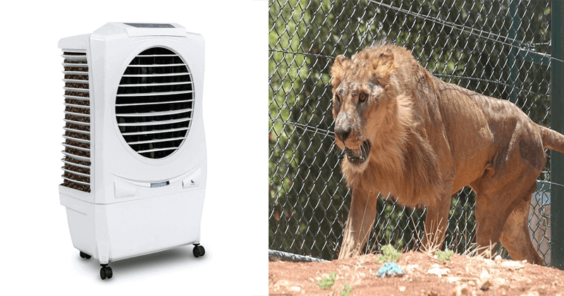 animals