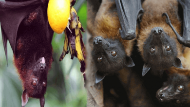 nipah viral fever