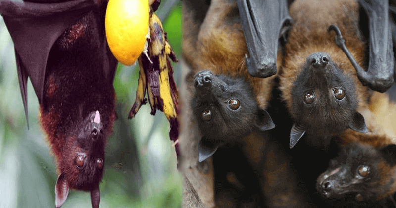 nipah viral fever