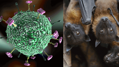 HEALTH DEPARTMENT SAYS BAT CAUSE nipah virus